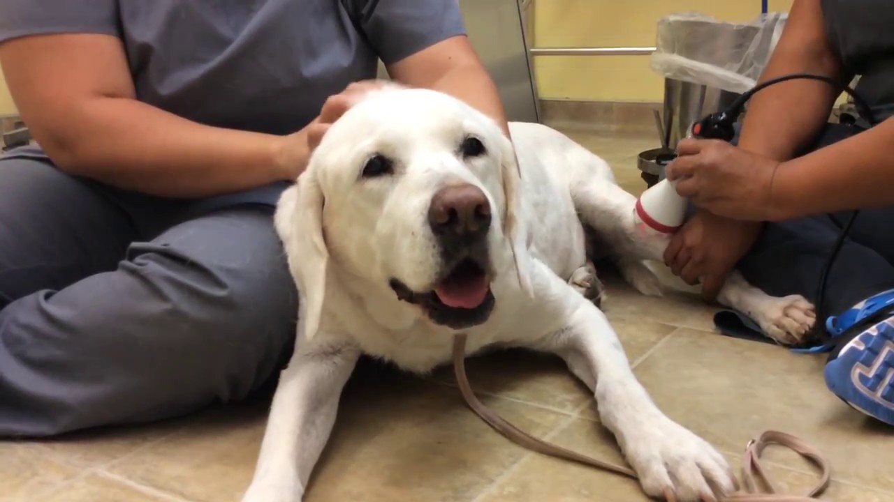 Laser Therapy for dogs