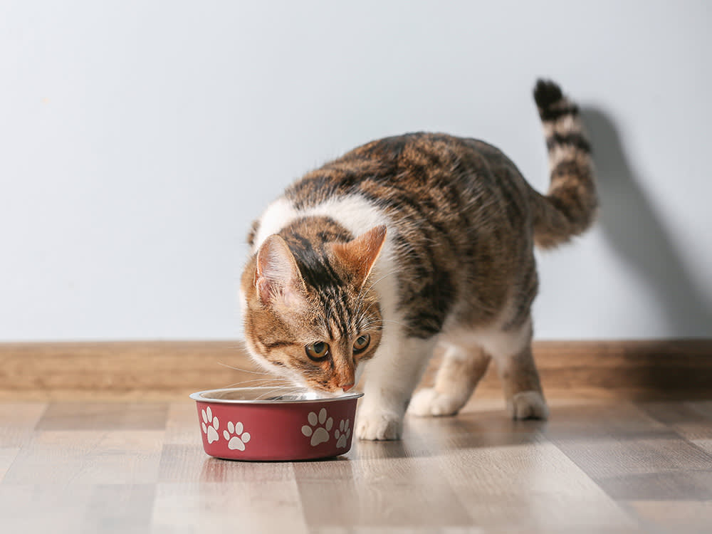 best sensitive stomach cat food
